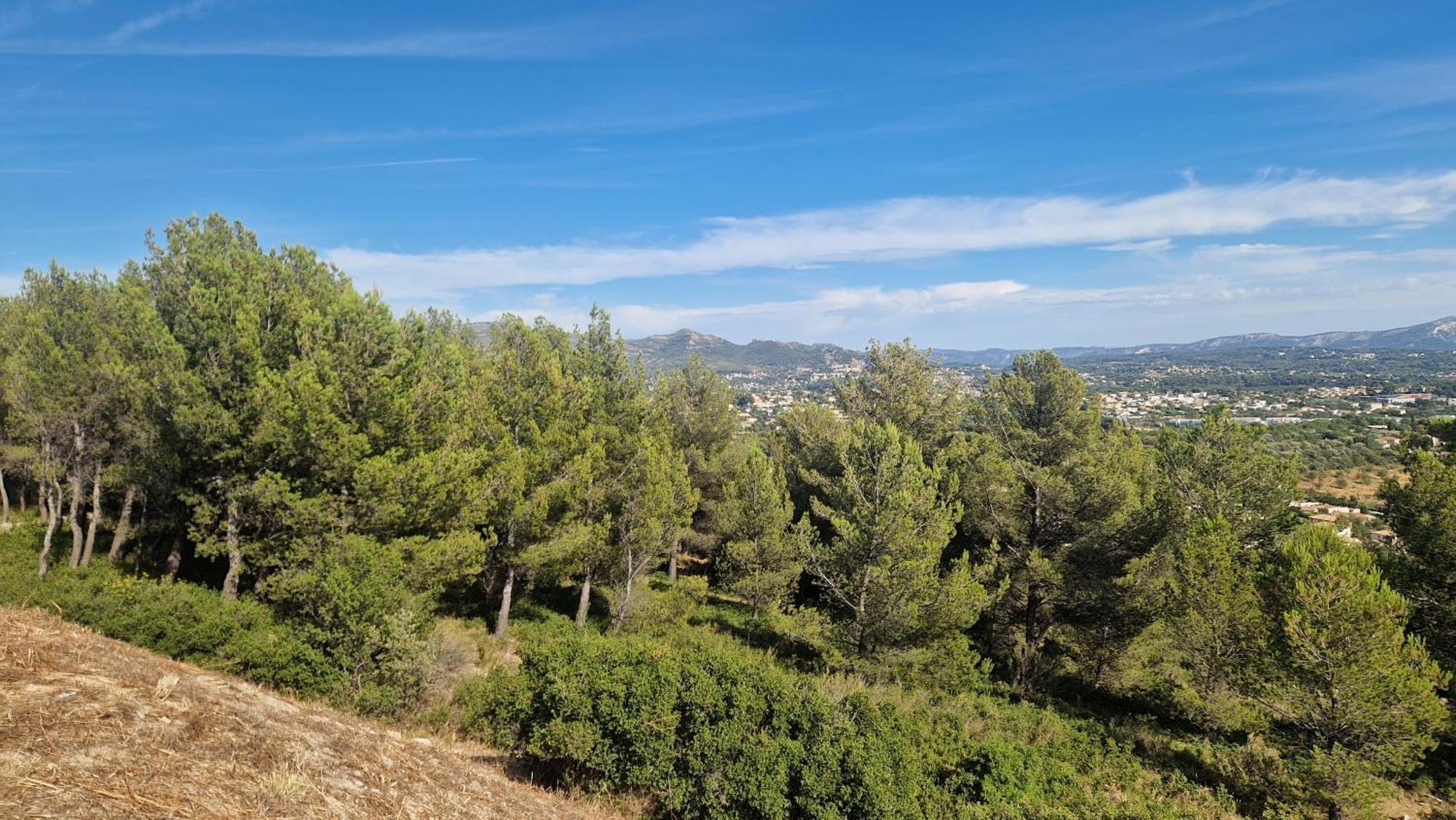Les Pins De Palama * Marseilles
